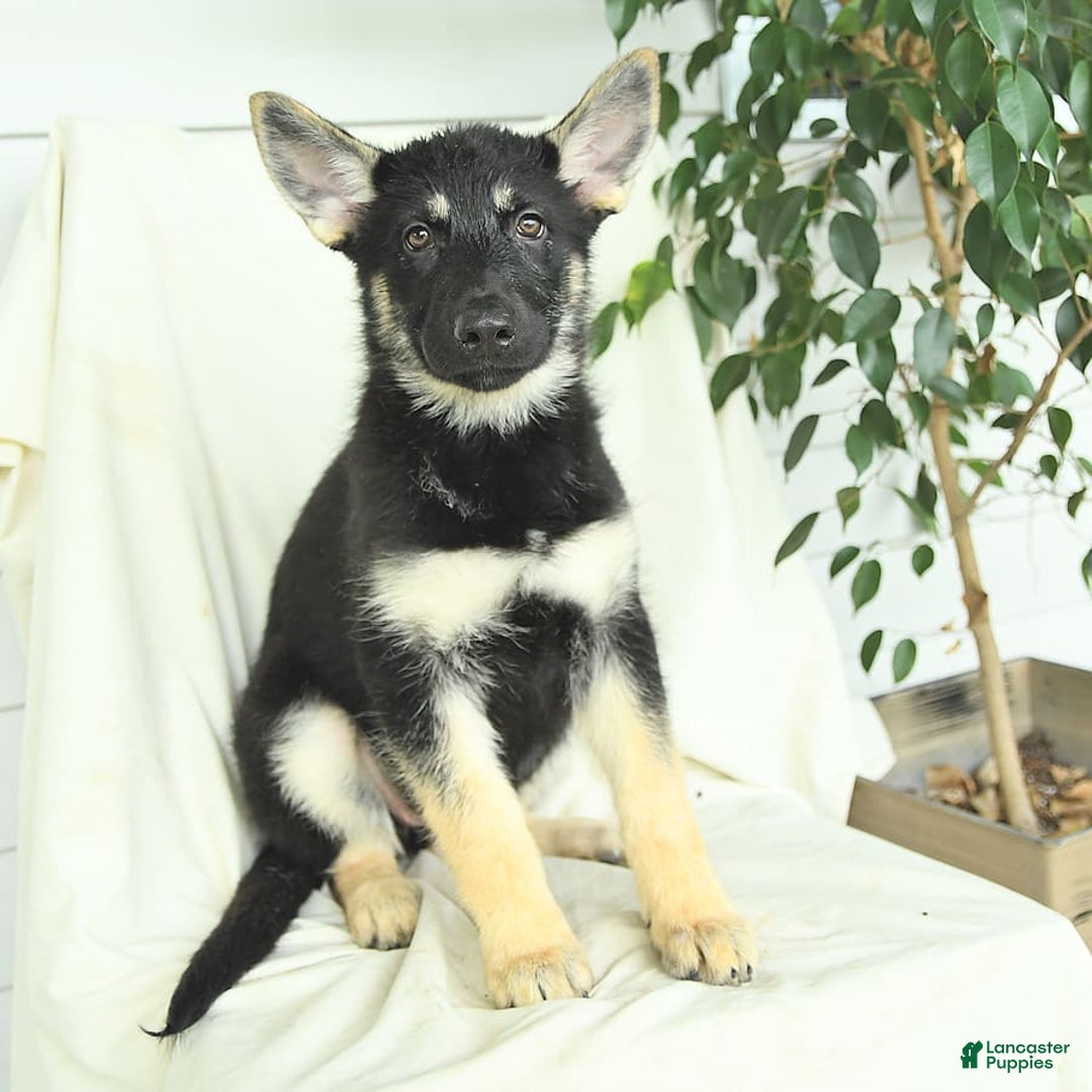 Gerberian Shepsky dogs for sale: Meadow - Ad 1