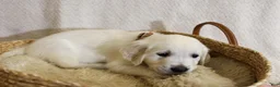 Golden Retriever dogs for sale: Clove - Ad 4