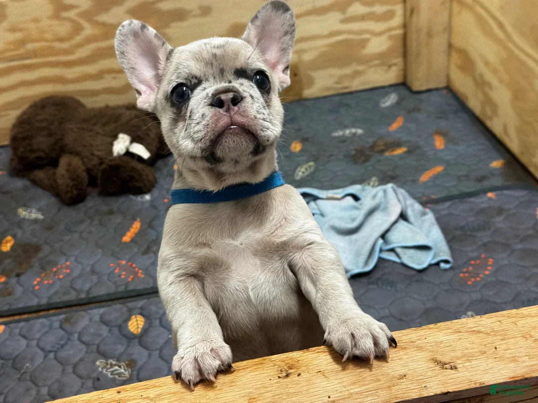 French Bulldog dogs for sale: French Bulldog Puppy 1 - Ad 2