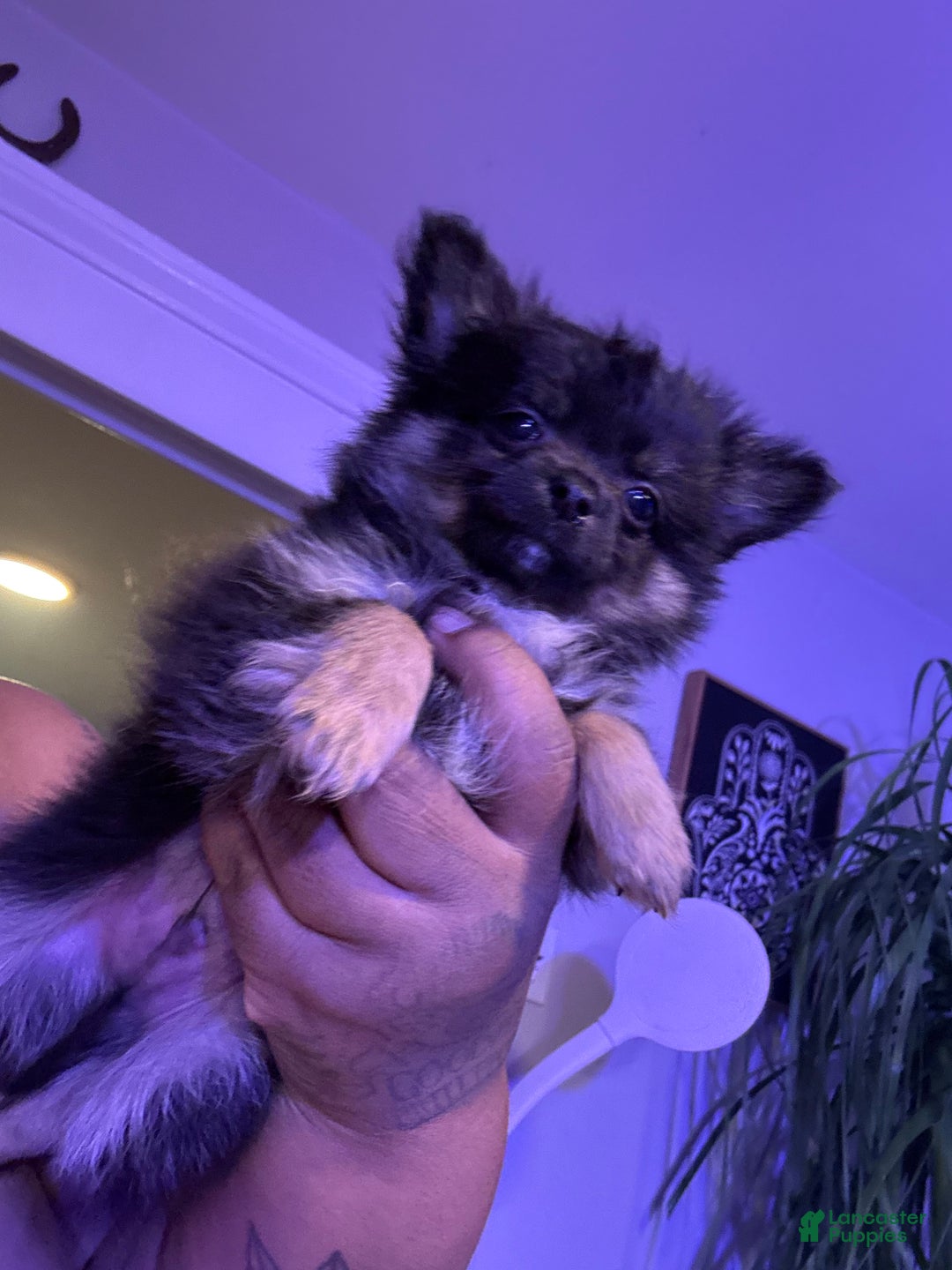Pomchi dogs for sale: Pomchi Puppy 1 - Ad 3