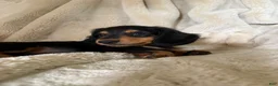 Miniature Dachshund dogs for sale: Samson - Ad 4