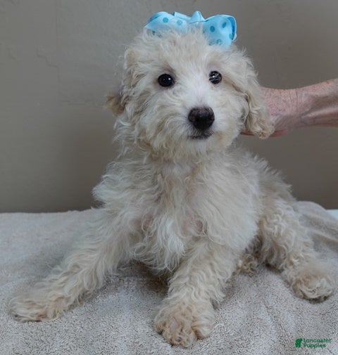 Toy Poodle dogs Male Sale 1   4 lbs 9 ozs - Ad 11