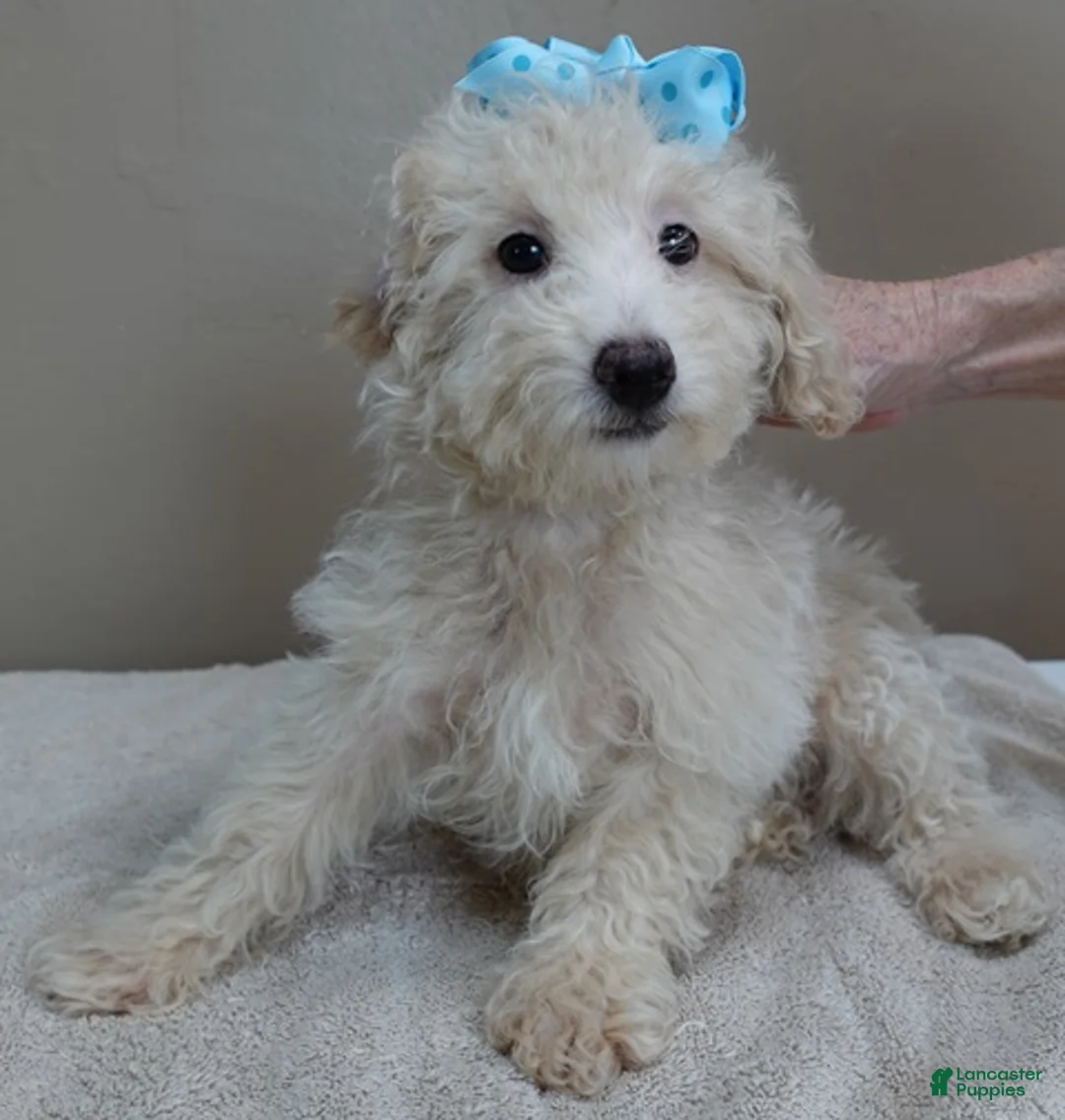 Toy Poodle dogs for sale: Male Sale 1   4 lbs 9 ozs - Ad 1