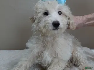 Toy Poodle dogs Male Sale 1 4 lbs 9 ozs - Ad 11