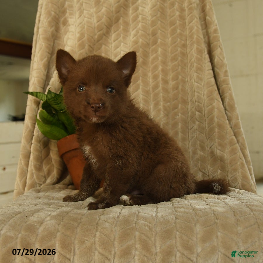 Pomsky dogs Buddy - Ad 2