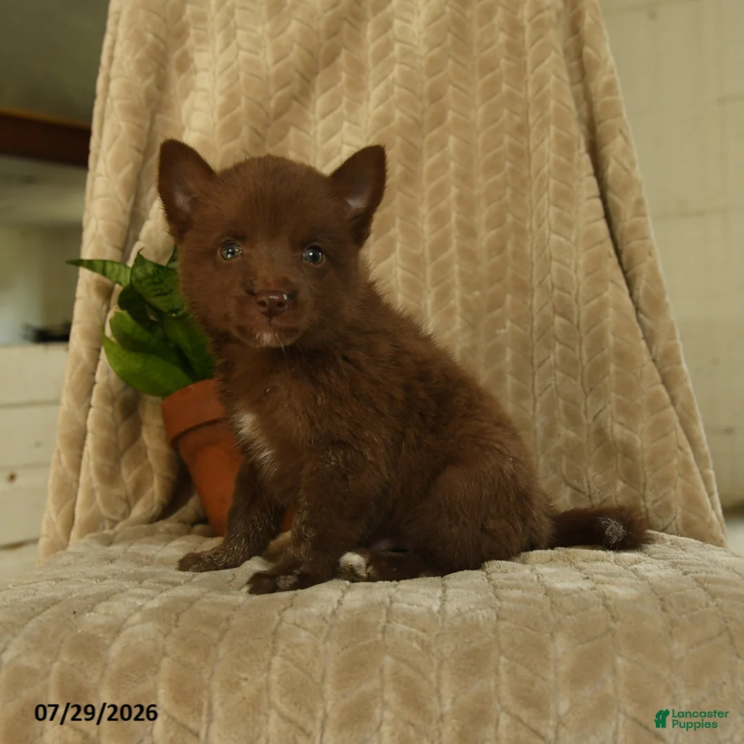 Pomsky dogs for sale: Buddy - Ad 2