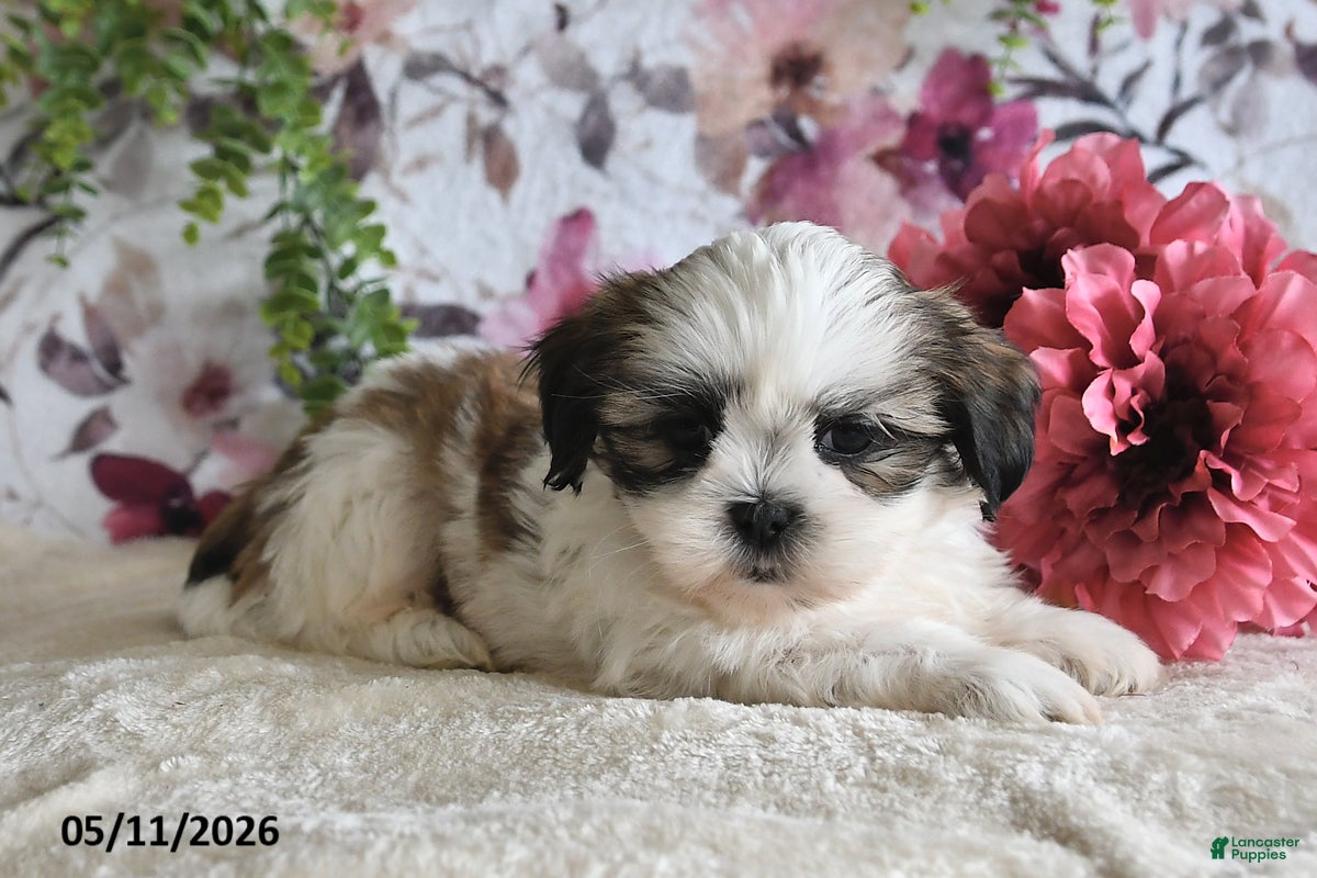 Shih Tzu dogs Mason - Ad 2