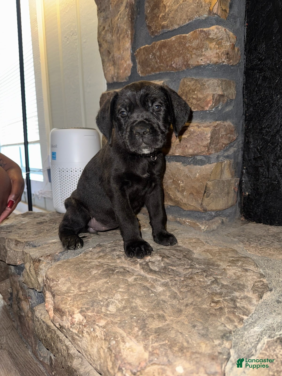 Cane Corso dogs Raven_Female - Ad 2