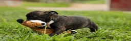Frenchton dogs for sale: BETZY - Ad 10