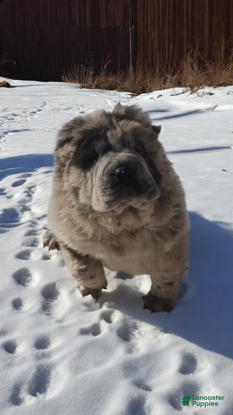 Shar Pei dogs Marla merle mini bear  - Ad 2