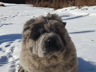 Shar Pei dogs Marla merle mini bear - Ad 2