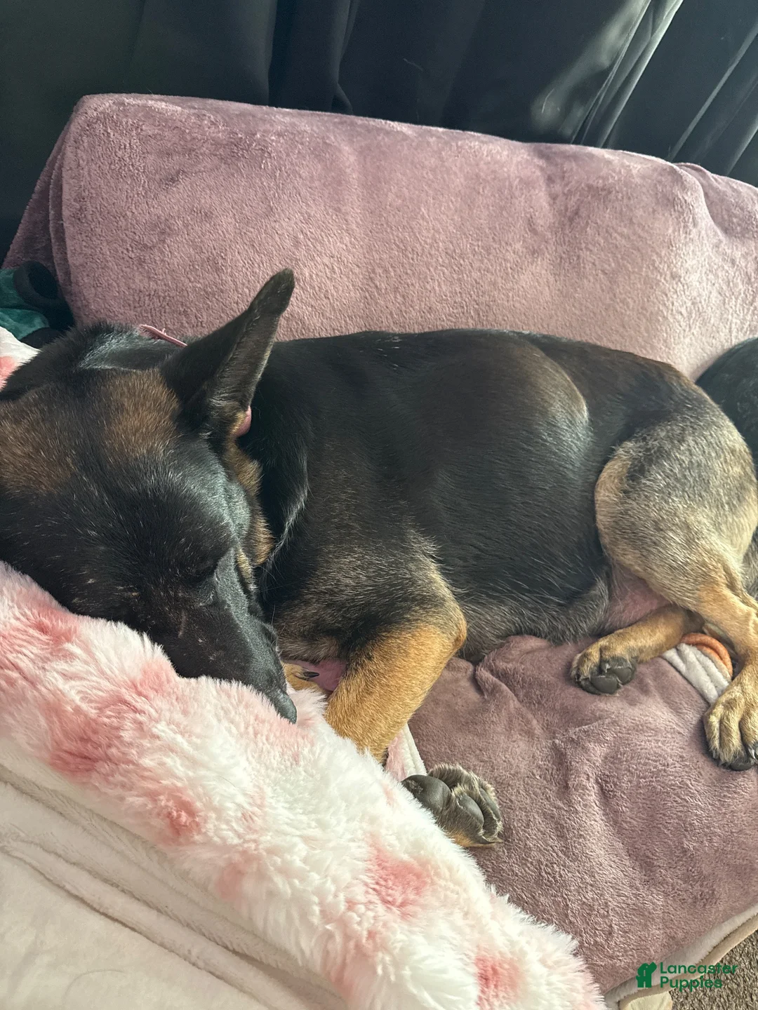 German Shepherd dogs for sale: German Shepherd 12 - Ad 3