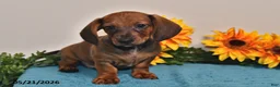 Miniature Dachshund dogs for sale: Oscar - Ad 3
