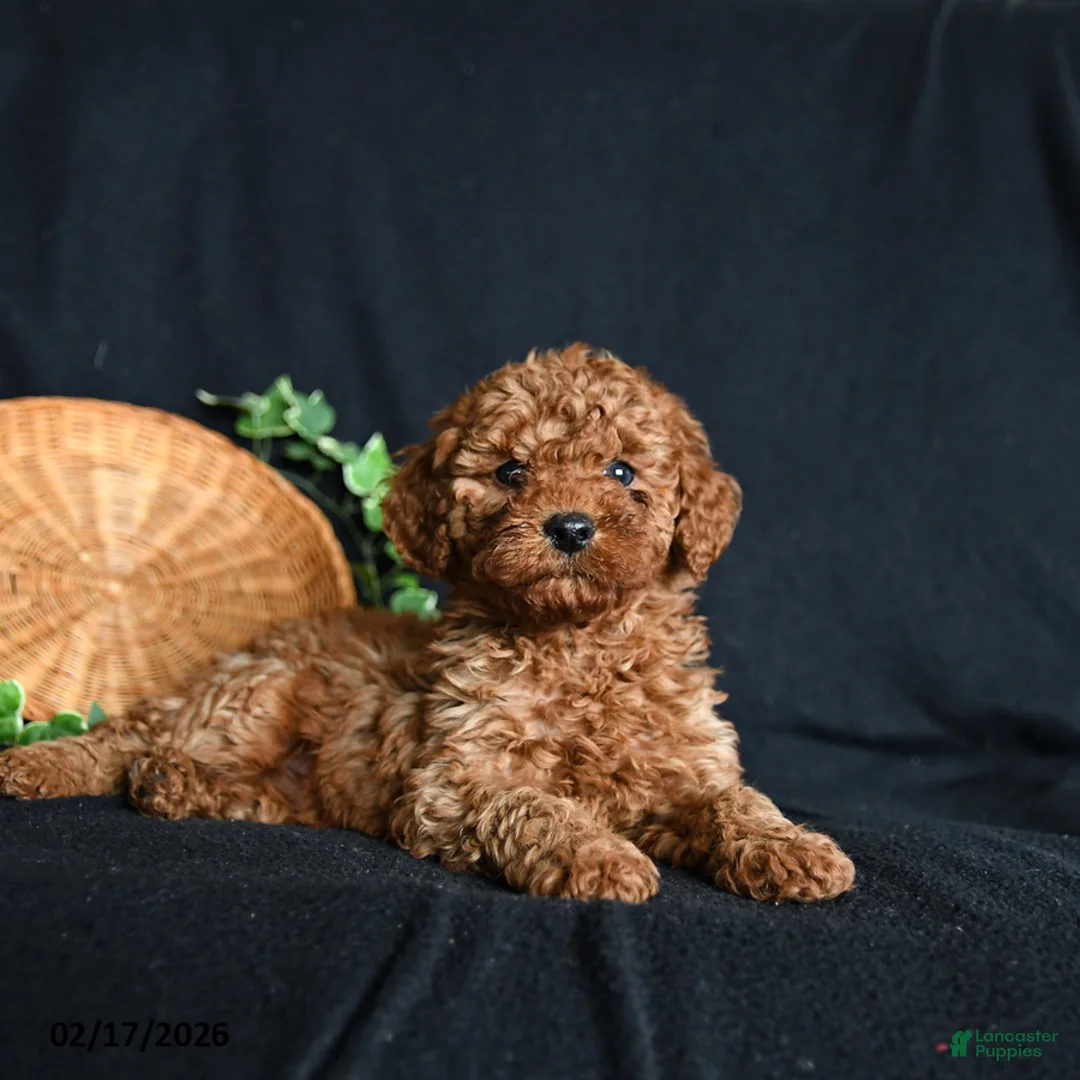 Toy Poodle dogs for sale: Sammy - Ad 3