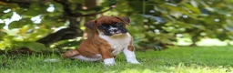 Boxer dogs for sale: Dally - Ad 2