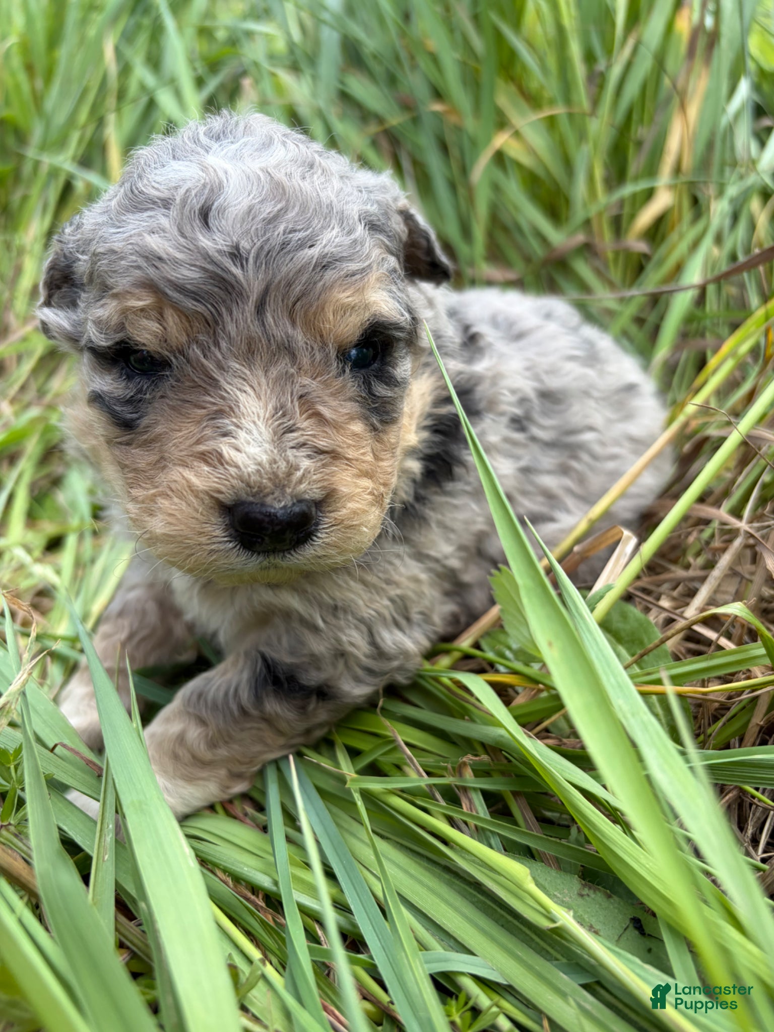 Mixed Breed dogs Thea - Ad 2