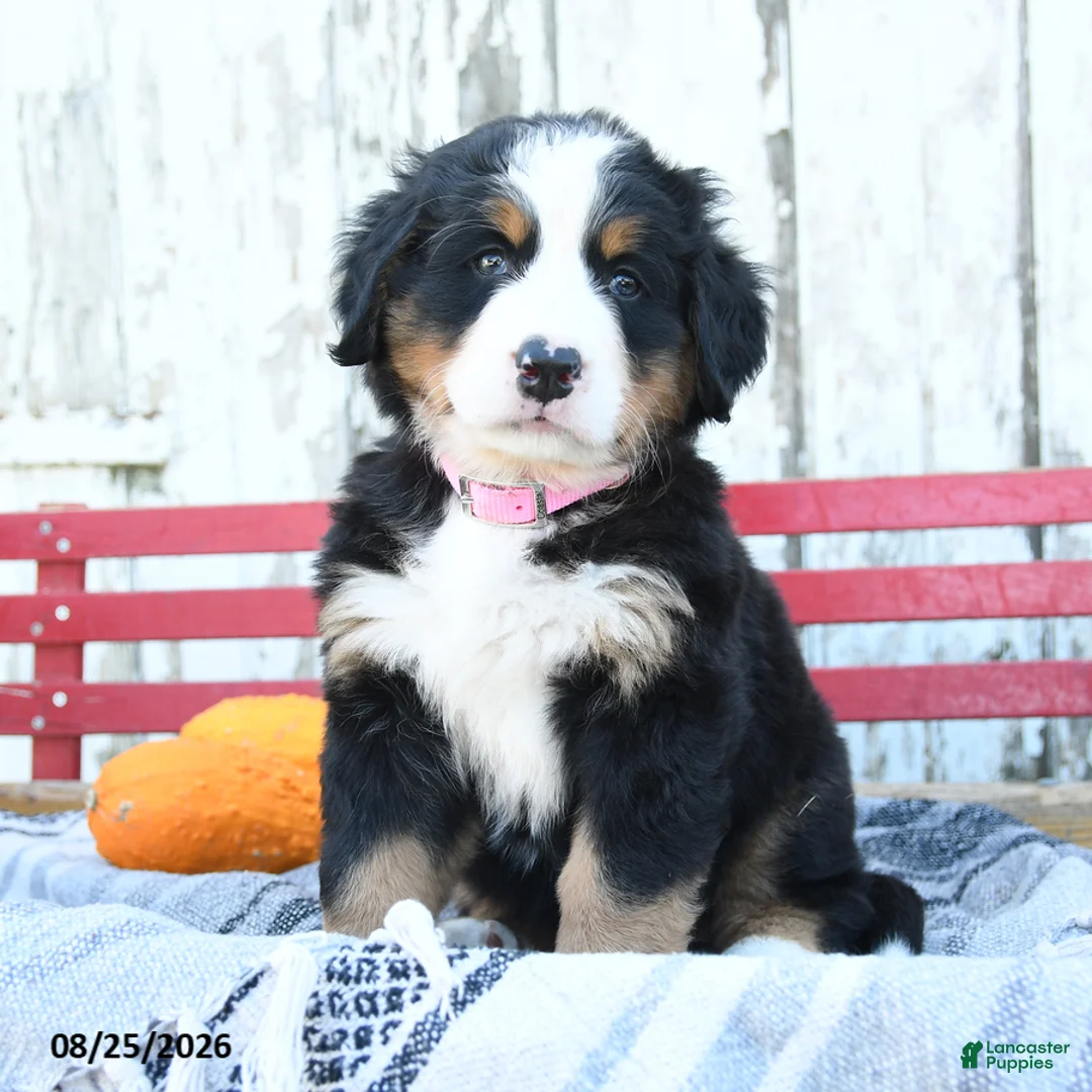 Bernese Mountain Dog dogs for sale: Judy - Ad 1