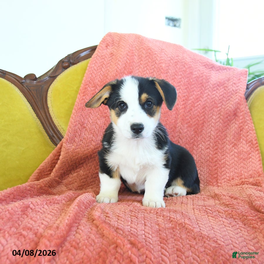 Welsh Corgi Pembroke dogs Titus - Ad 1