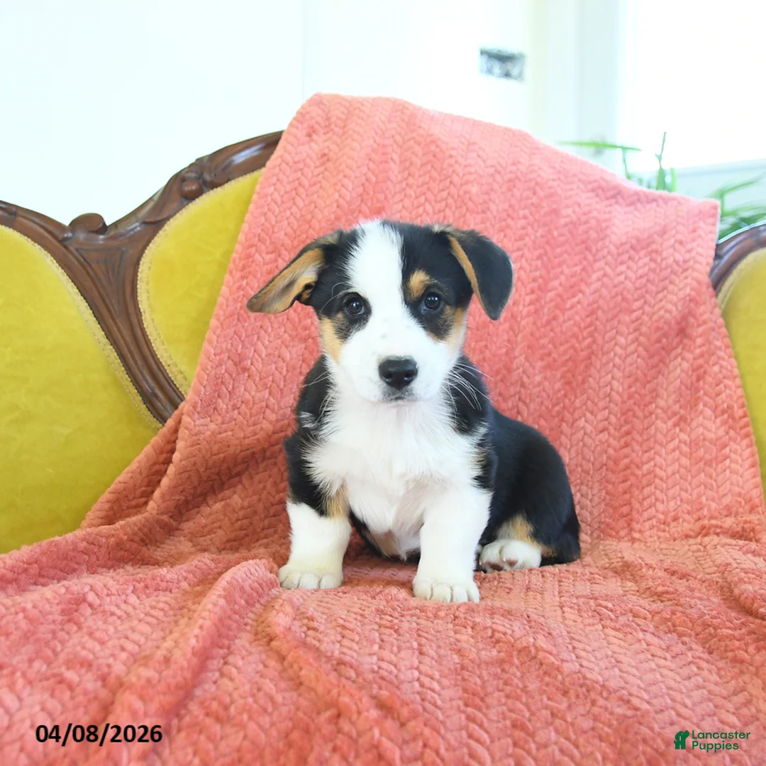 Welsh Corgi Pembroke dogs for sale: Titus - Ad 1