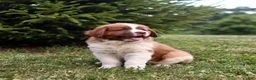 Saint Berdoodles dogs for sale: Bear - Ad 2