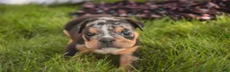 English Bulldog dogs for sale: Savannah English Bulldog  - Ad 8