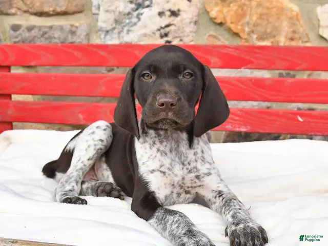 German Shorthaired Pointer dogs for sale: Maple - Ad 1