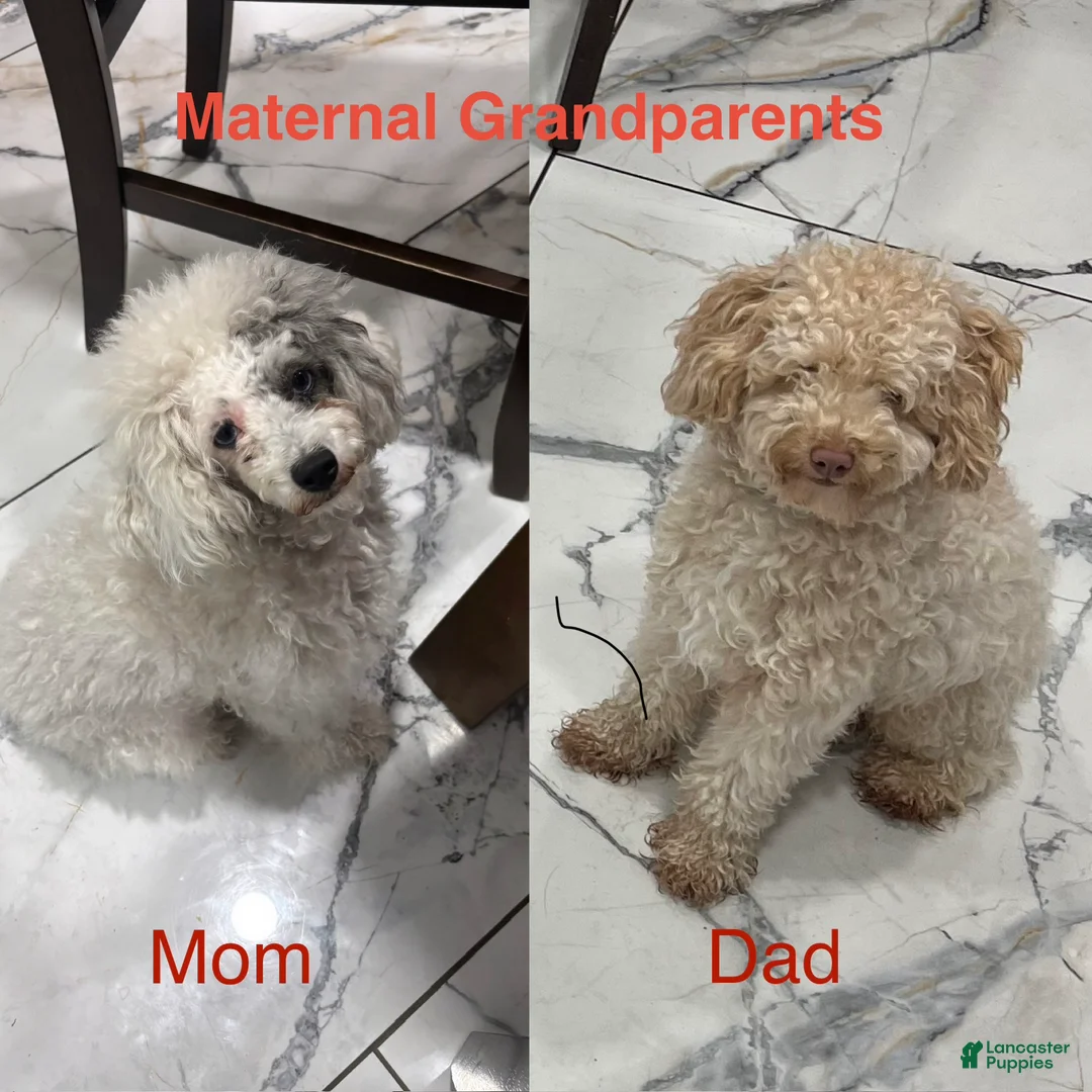 Toy Poodle dogs for sale: Chocolate  - Ad 5