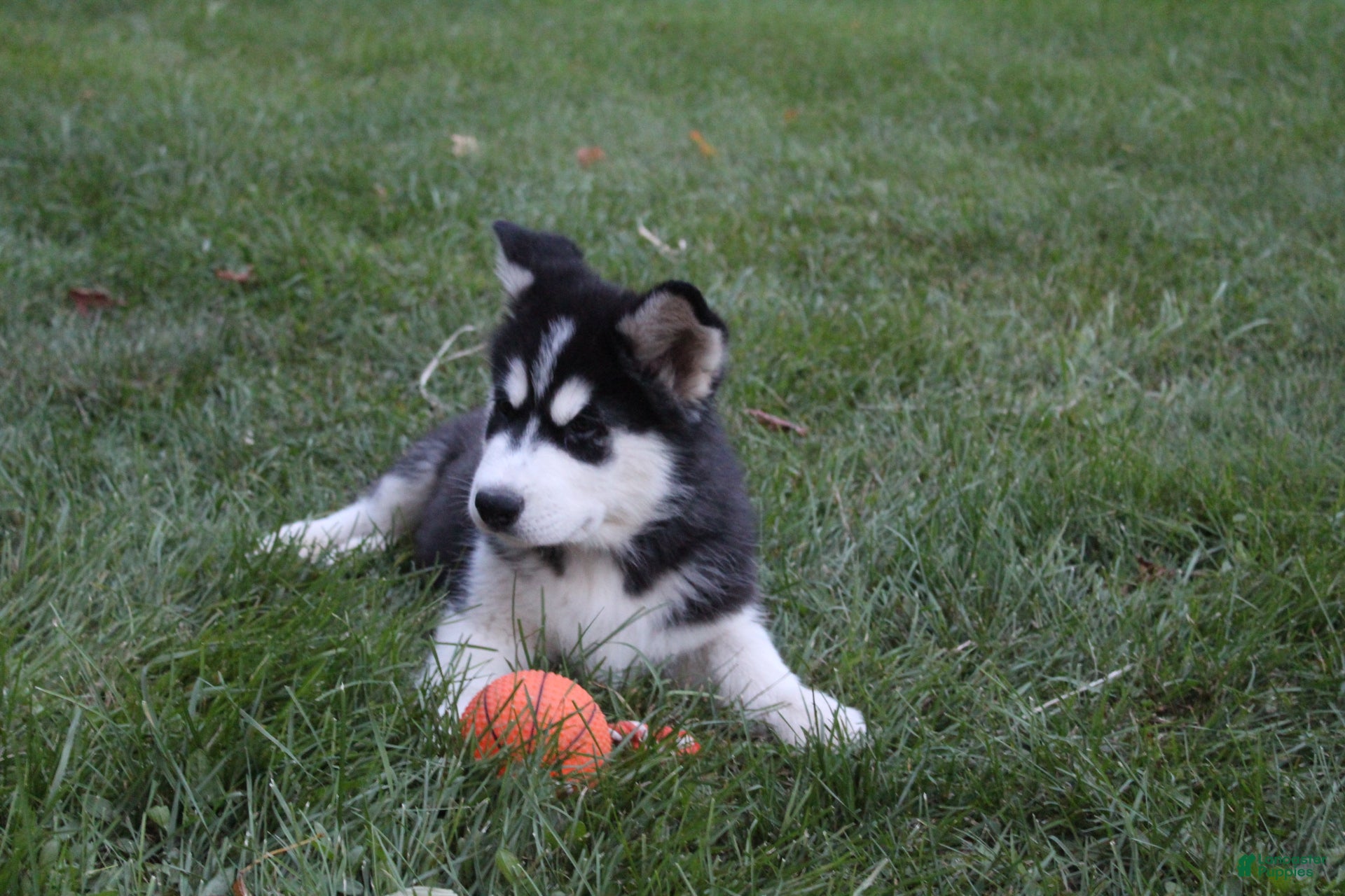 Alaskan Malamute dogs Timber - Ad 2