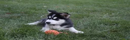 Alaskan Malamute dogs for sale: Timber - Ad 2