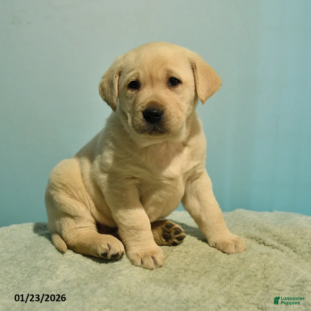 Labrador Retriever dogs for sale: Nelson - Ad 2