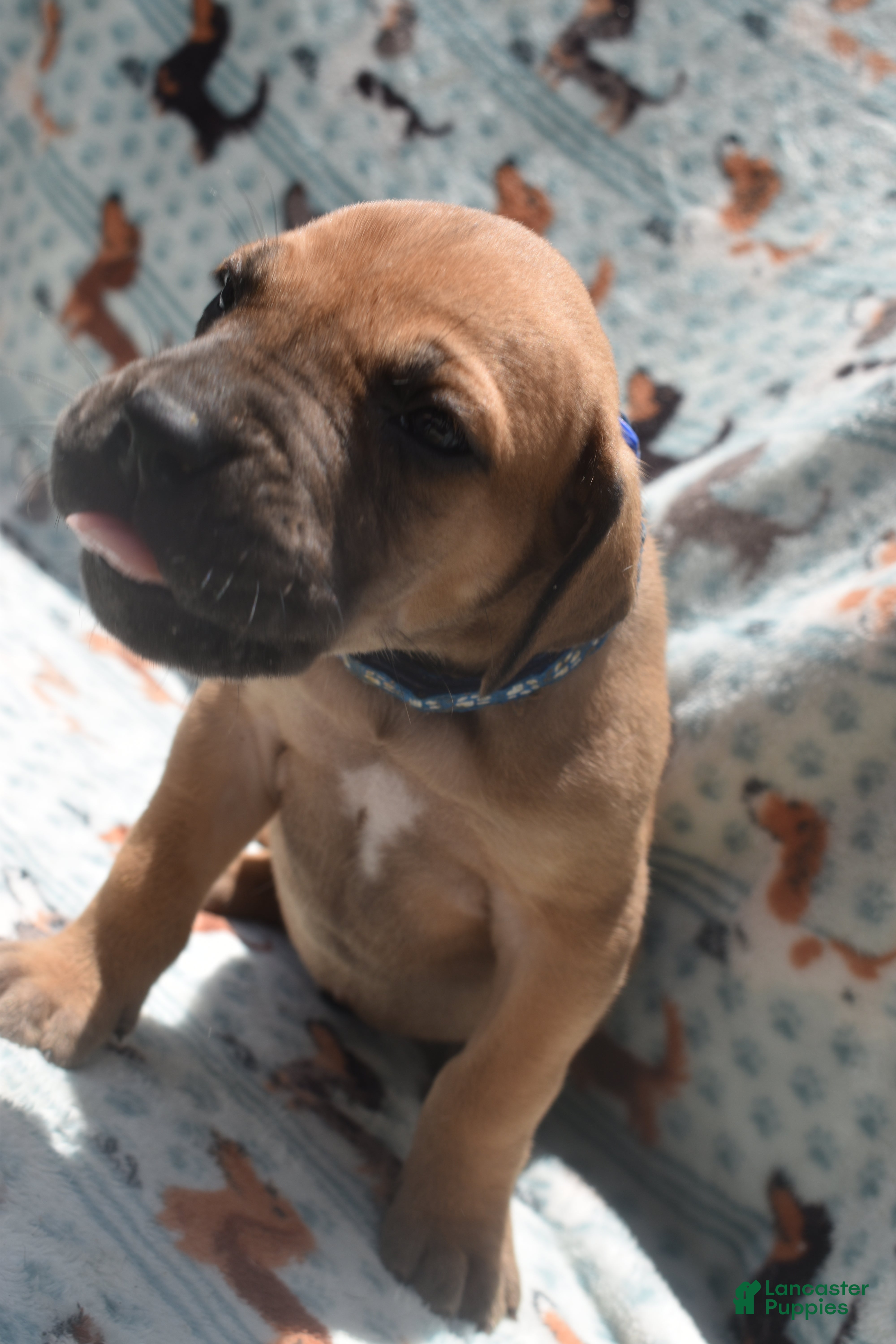 Great Dane dogs Great Dane - Blue Collar - Fawn with Black Mask - Ad 2