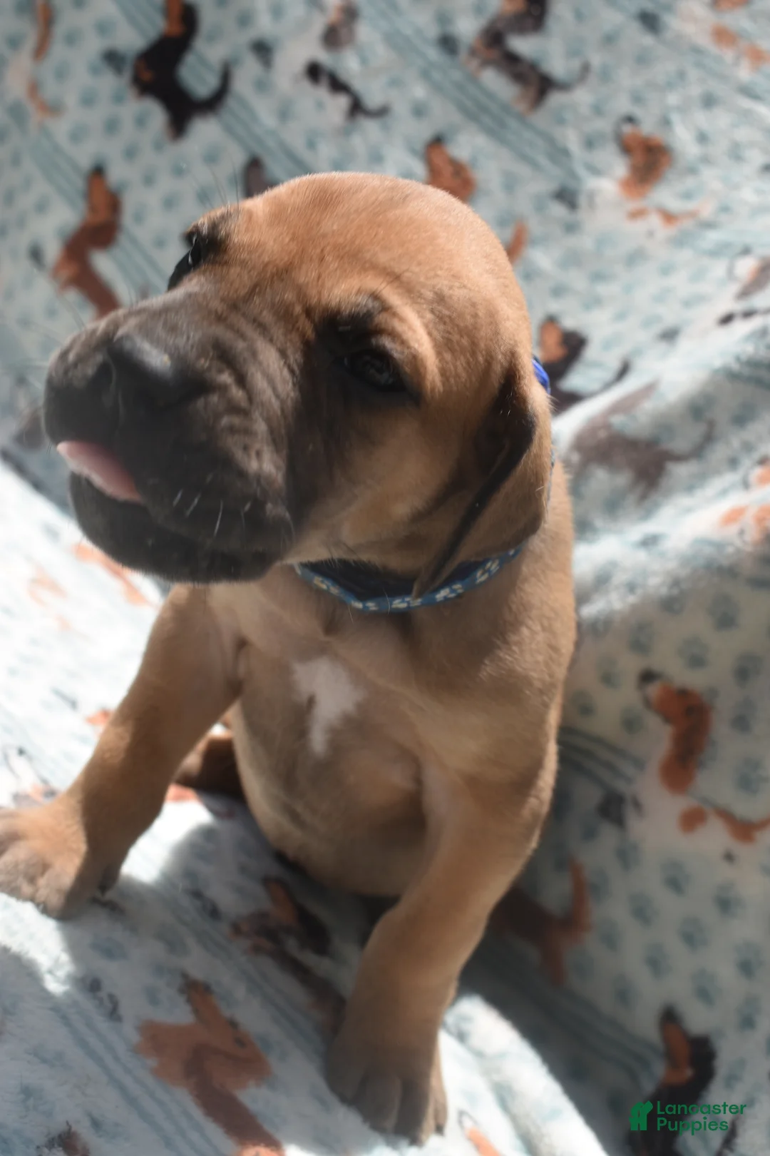 Great Dane dogs for sale: Great Dane - Blue Collar - Fawn with Black Mask - Ad 2