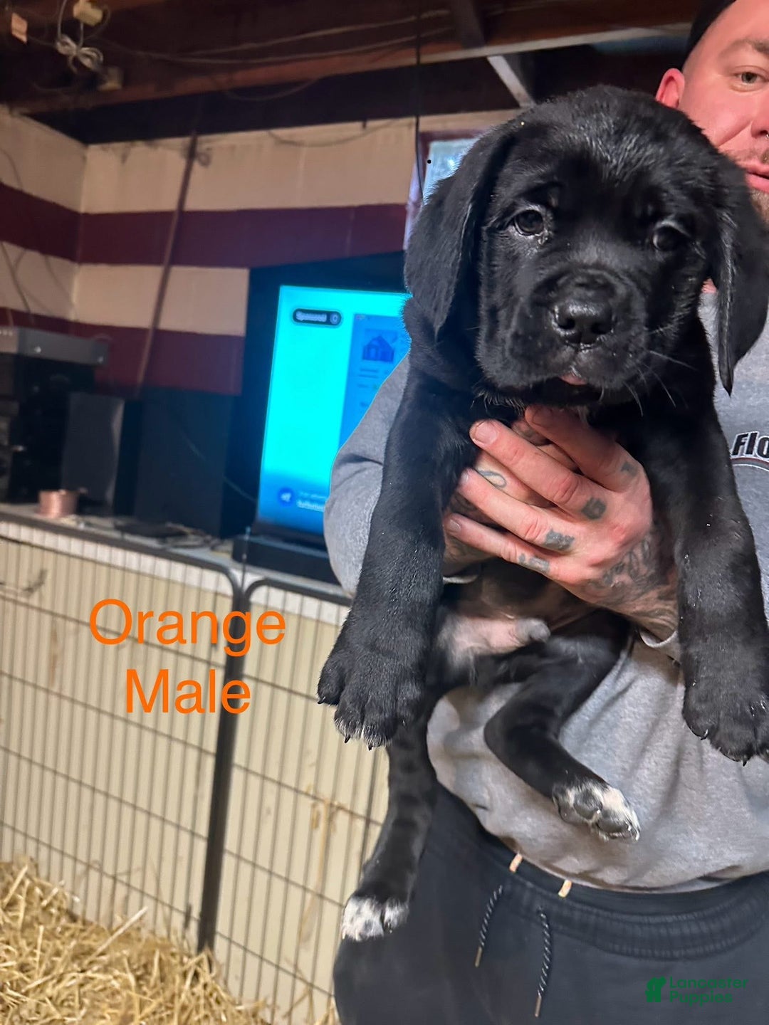 Cane Corso dogs for sale: Maximus  - Ad 1