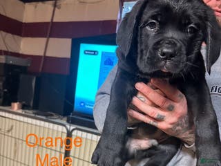 Cane Corso dogs Maximus - Ad 36