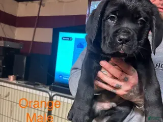 Cane Corso dogs Maximus - Ad 12