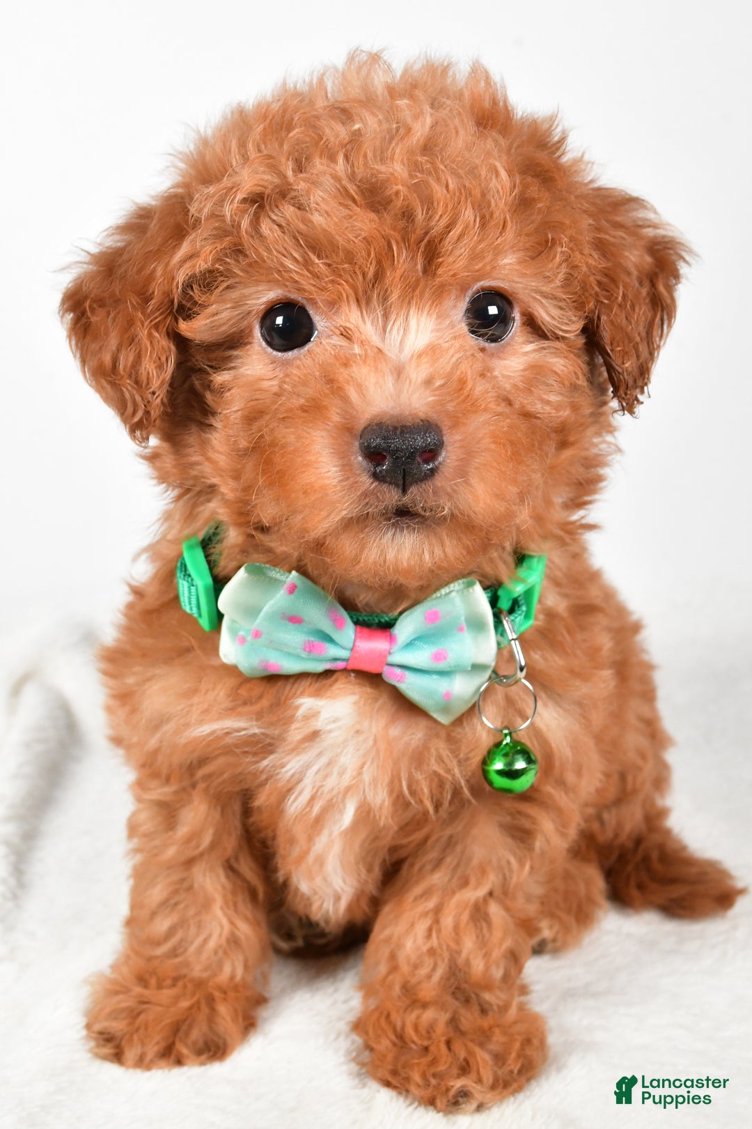 Maltipoo dogs for sale: Shawn f one b - Ad 9