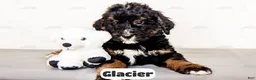 Bernedoodle dogs for sale: Glacier - Ad 13