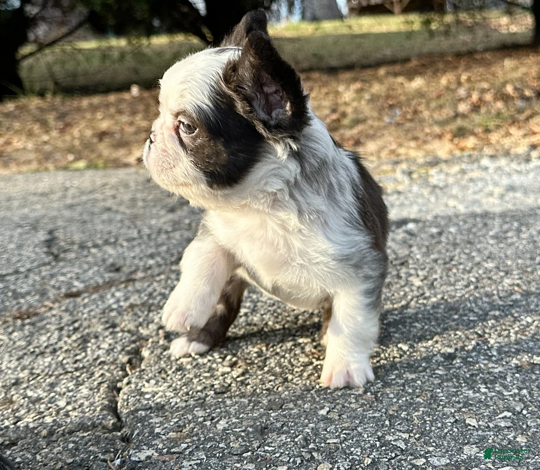 French Bulldog dogs for sale: Karina-Full Fluffy Panda Husky - Ad 4