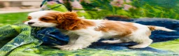 Mixed Breed dogs for sale: Janie - Ad 2