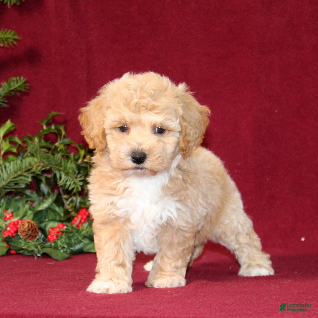 Bichpoo dogs for sale: Ella - Ad 1