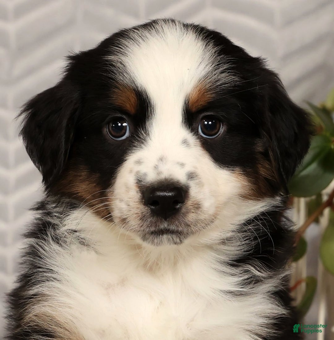 Miniature Australian Shepherd dogs for sale: Joy - Ad 9