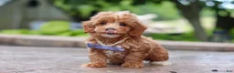 Maltipoo dogs for sale: Leo - Ad 13