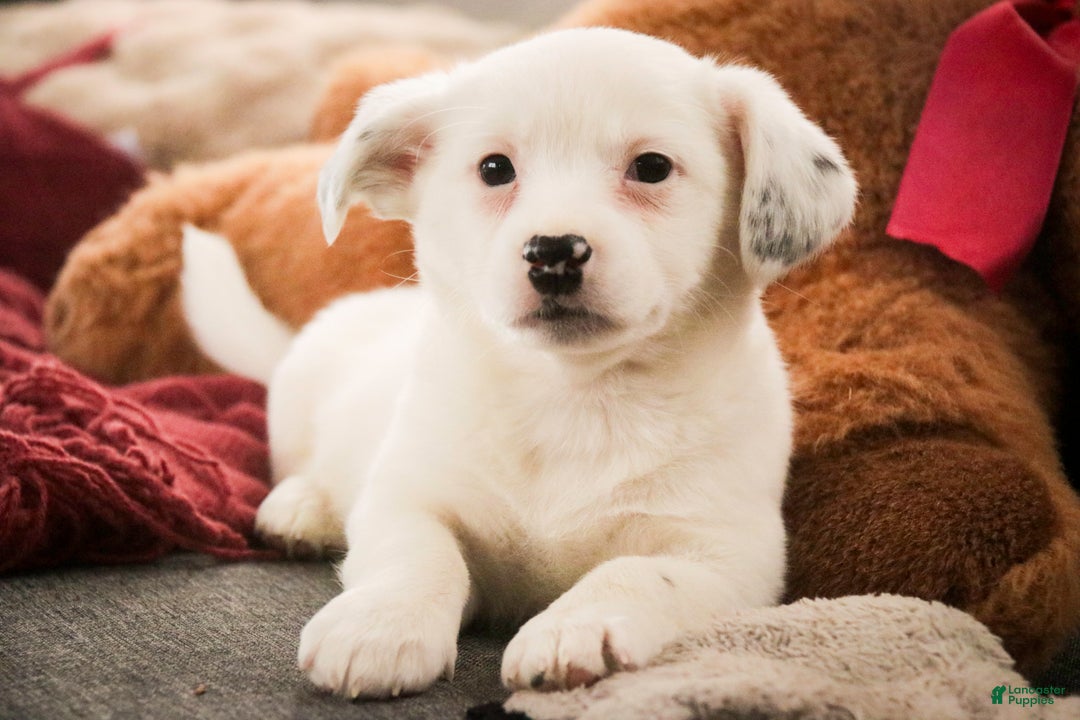 Mixed Breed dogs for sale: Marsha - Ad 7