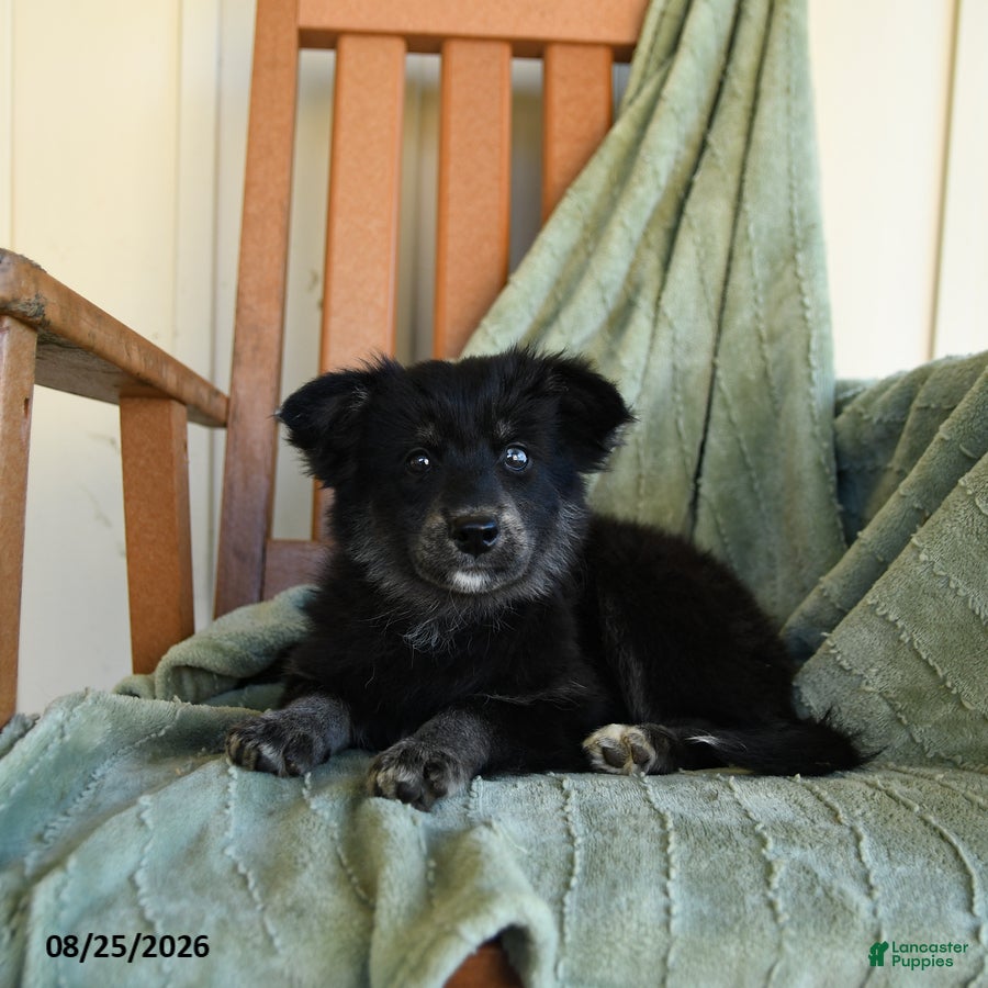 Pomsky dogs Zuzu - Ad 2