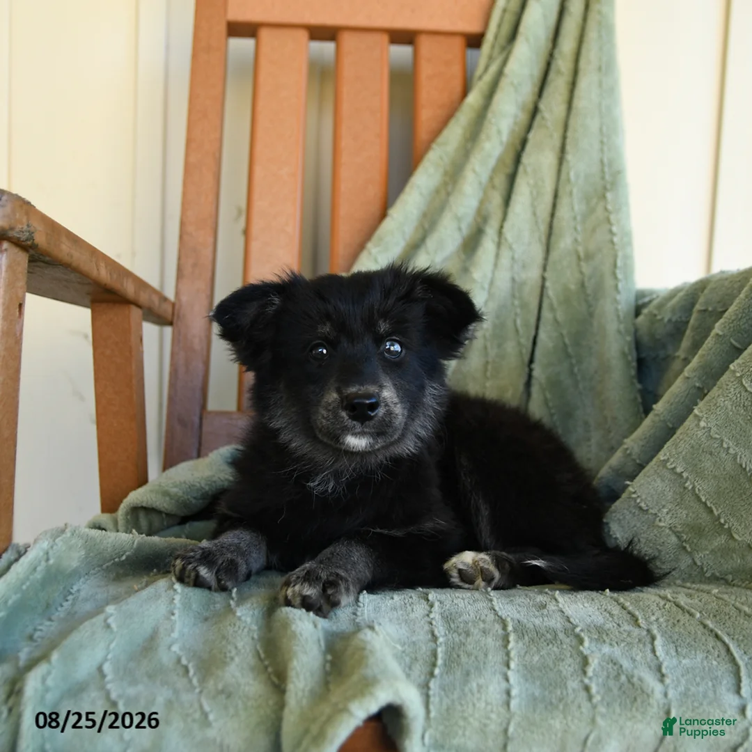 Pomsky dogs for sale: Zuzu - Ad 2