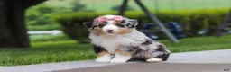 Miniature Australian Shepherd dogs for sale: Brittany - Ad 3