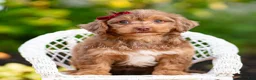 Yorkiepoo dogs for sale: Willywonka - Ad 3