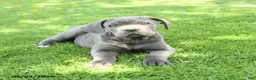 Cane Corso dogs for sale: Scout - Ad 5