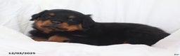 Rottweiler dogs for sale: Cruze - Ad 5