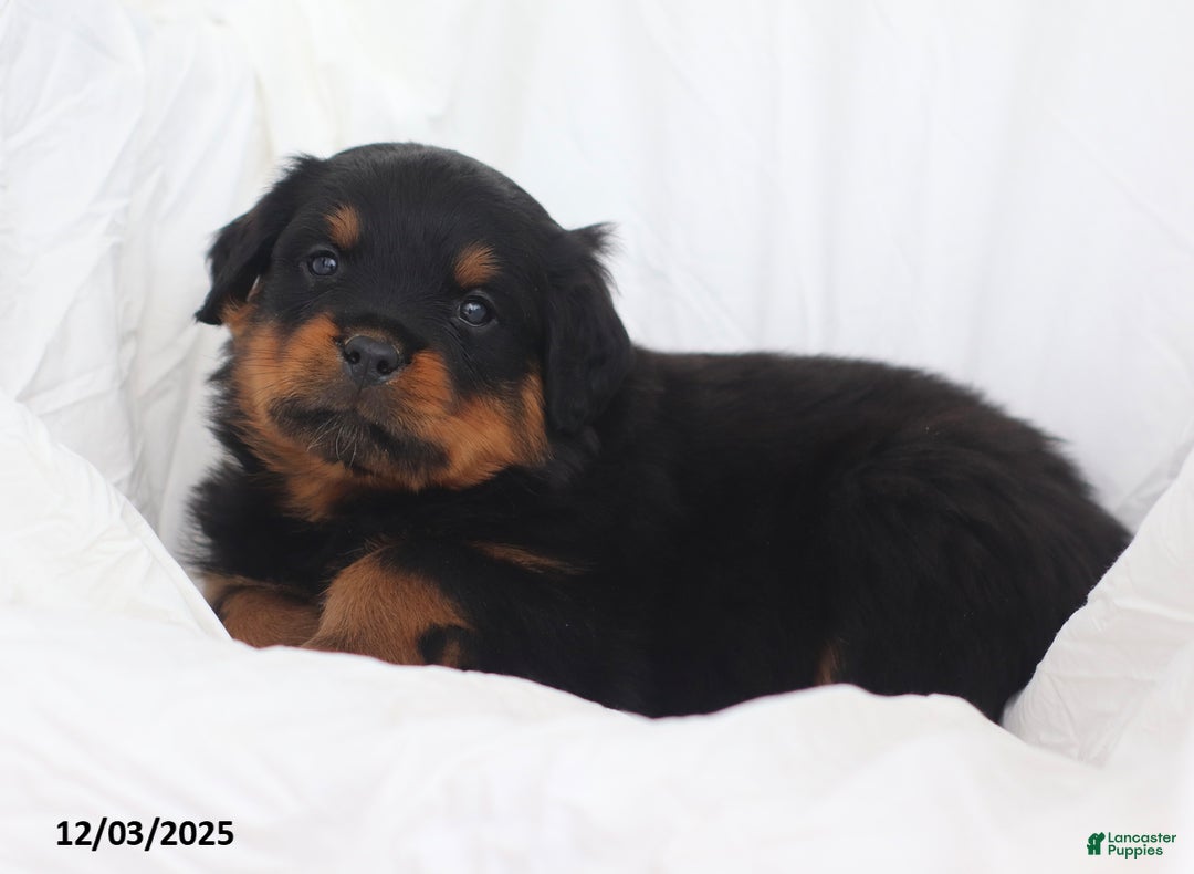 Rottweiler dogs for sale: Cruze - Ad 5